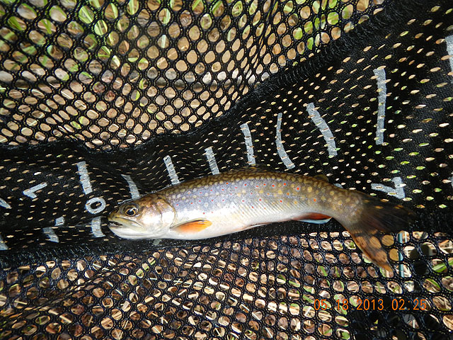 camp 05-17-13 033.jpg -                                